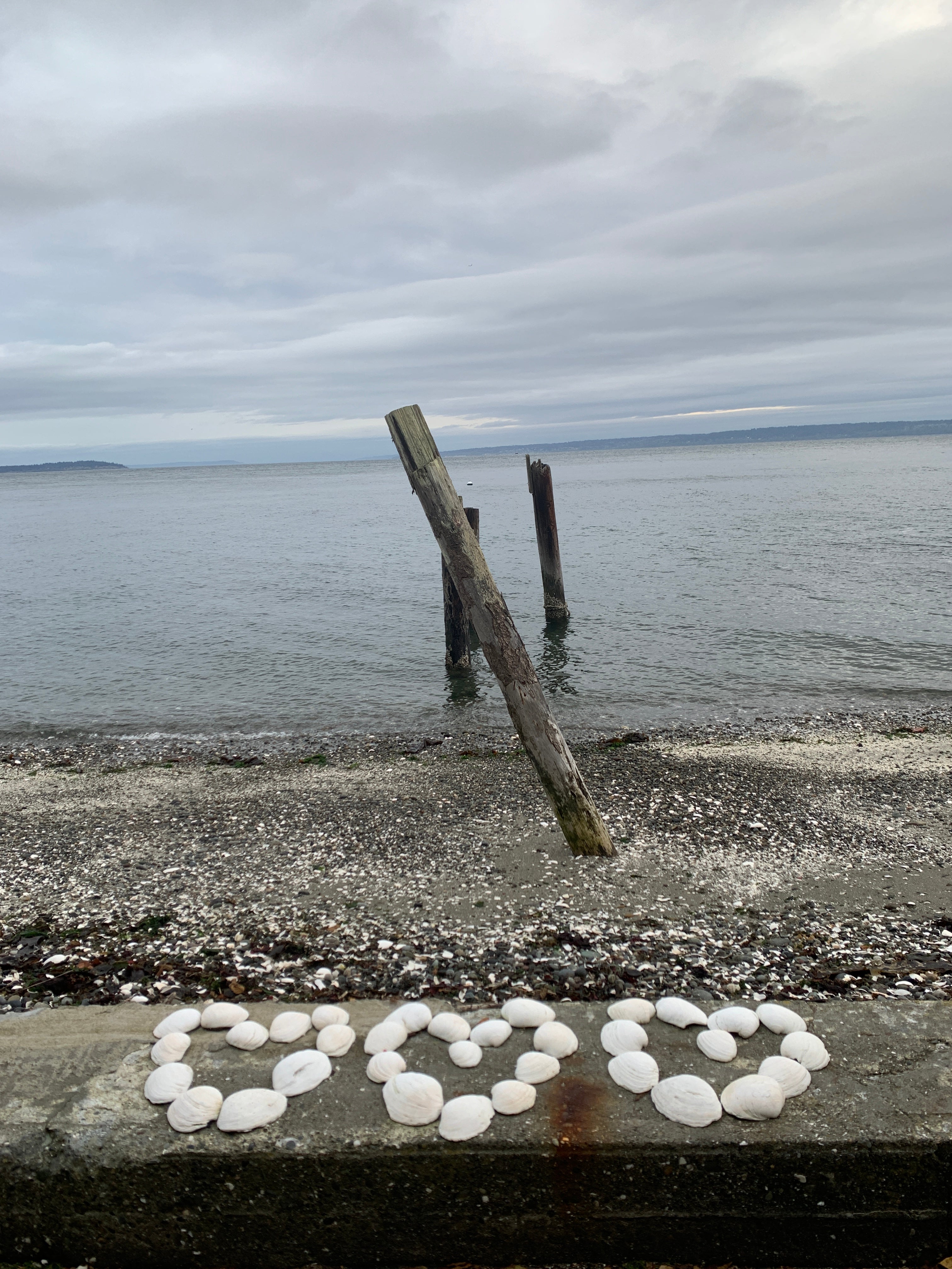 Friends are like seashells collected and treasured. – Shellhouse Greetings